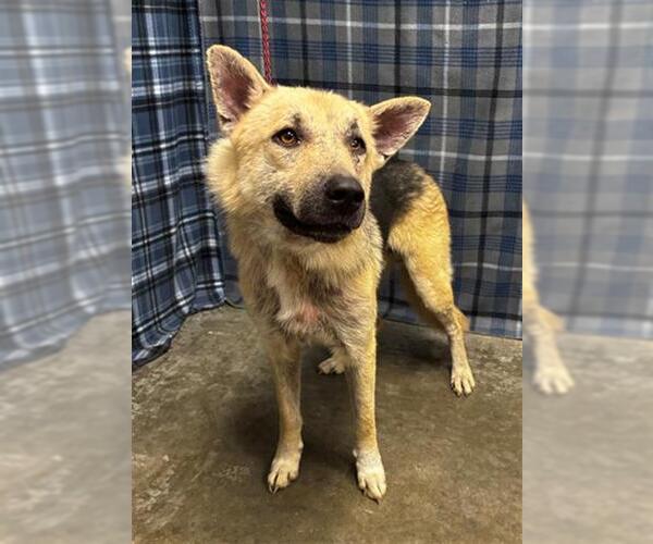 Medium Photo #1 German Shepherd Dog-Unknown Mix Puppy For Sale in Rosenberg, TX, USA