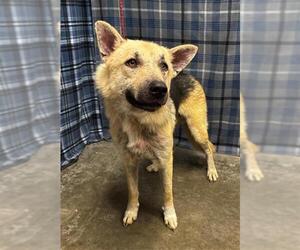 German Shepherd Dog-Unknown Mix Dogs for adoption in Rosenberg, TX, USA
