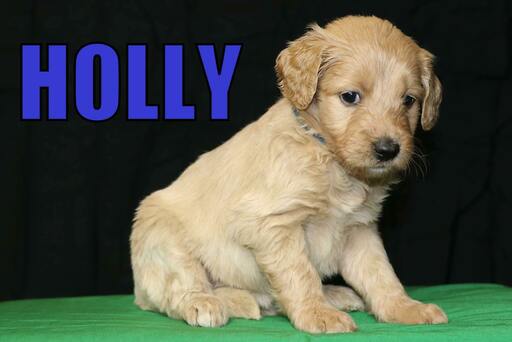 Medium Photo #2 Goldendoodle Puppy For Sale in GUTHRIE, NC, USA