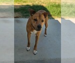 Small #6 Carolina Dog-Mountain Cur Mix
