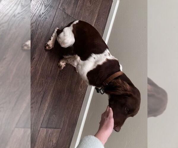 Medium Photo #6 Brittany Puppy For Sale in Curwensville, PA, USA