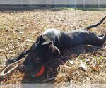Small Photo #22 American Pit Bull Terrier-Labrador Retriever Mix Puppy For Sale in Murfreesboro, NC, USA