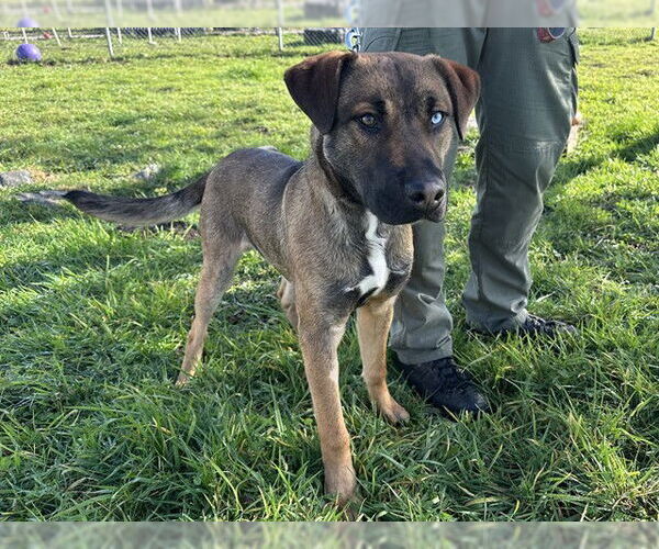 Medium Photo #1 German Shepherd Dog-Unknown Mix Puppy For Sale in McKinleyville, CA, USA