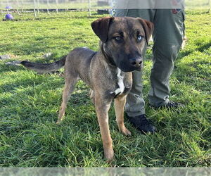 German Shepherd Dog-Unknown Mix Dogs for adoption in McKinleyville, CA, USA