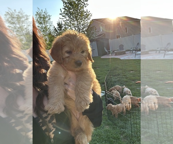 Medium Photo #23 Australian Labradoodle Puppy For Sale in STAR, ID, USA