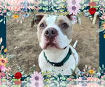 Small #5 American Pit Bull Terrier