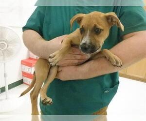 Anatolian Shepherd-Unknown Mix Dogs for adoption in Oroville, CA, USA