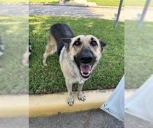 German Shepherd Dog Dogs for adoption in Houston, TX, USA