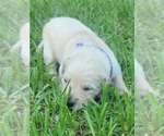 Small Photo #11 Golden Retriever Puppy For Sale in EDOM, TX, USA