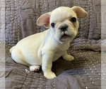 Small Photo #2 French Bulldog Puppy For Sale in ATL, GA, USA