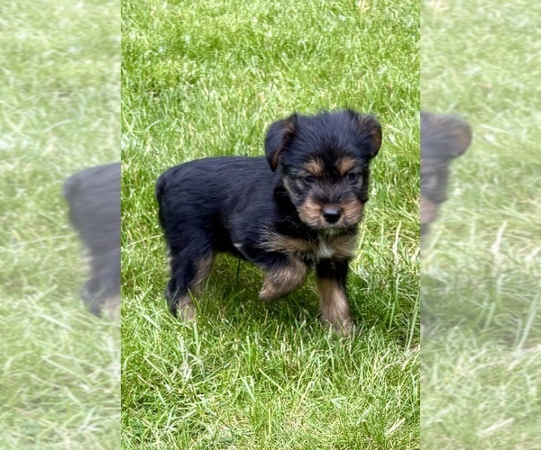 Medium Photo #5 Yorkshire Terrier Puppy For Sale in FAIR HAVEN, MI, USA