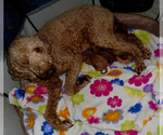 Small Photo #3 Poodle (Standard) Puppy For Sale in CLATSKANIE, OR, USA