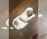 Small Photo #5 Mal-Shi Puppy For Sale in ROGERS, MN, USA