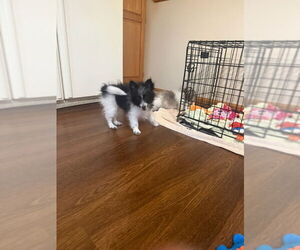 Pomeranian-Poodle (Toy) Mix Dogs for adoption in Wyoming, MI, USA