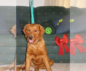 Golden Retriever Puppy for Sale in MECHANICSVILLE, Maryland USA