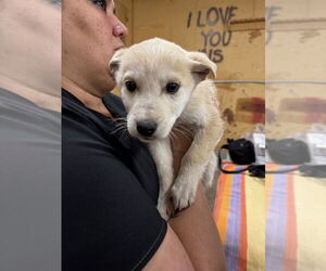 Siberian Husky-Unknown Mix Dogs for adoption in Calgary, Alberta, Canada