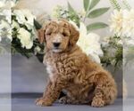 Small Photo #1 Goldendoodle (Miniature) Puppy For Sale in EAST EARL, PA, USA