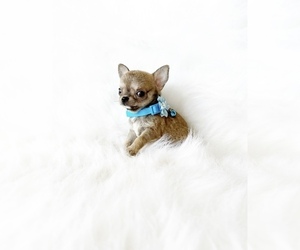 Chihuahua Puppy for Sale in SACRAMENTO, California USA