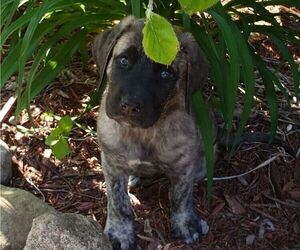 American Mastiff Puppy for sale in TRAVERSE CITY, MI, USA