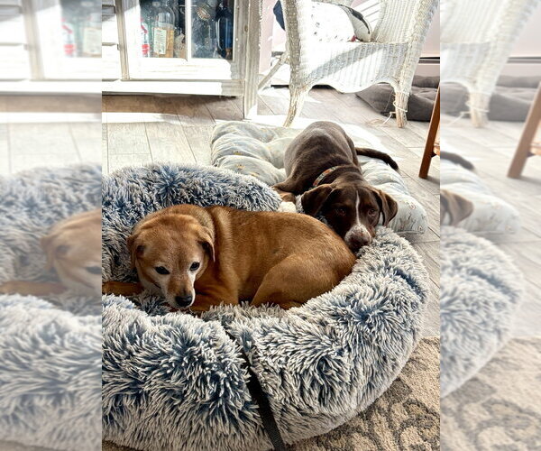 Medium Photo #8 Mutt Puppy For Sale in Brewster, NY, USA