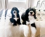 Small Photo #3 Bernedoodle Puppy For Sale in GRANTS PASS, OR, USA