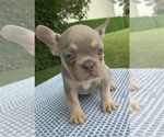 Small #1 French Bulldog