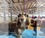 Small Photo #1 Dachshund Puppy For Sale in DE KALB, TX, USA