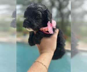 Cock-A-Poo Puppy for Sale in STEPHENVILLE, Texas USA