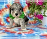 Small #3 Goldendoodle (Miniature)