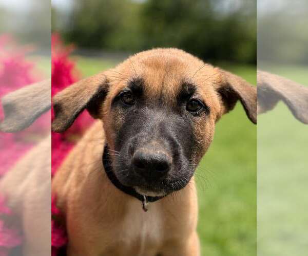 Medium Photo #6 Mutt Puppy For Sale in Stevens Point, WI, USA
