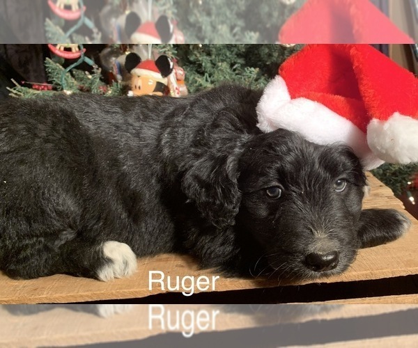 Medium Photo #15 F2 Aussiedoodle Puppy For Sale in ARBA, IN, USA