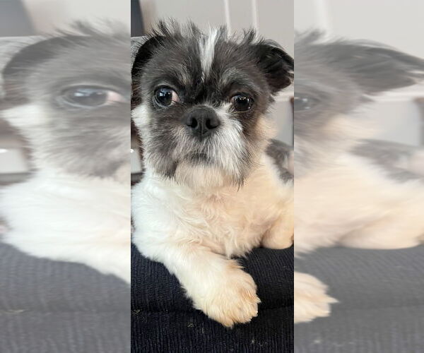 Medium Photo #2 Shih Tzu Puppy For Sale in Mundelein, IL, USA