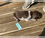 Small Photo #2 German Shorthaired Pointer Puppy For Sale in BATESVILLE, IN, USA