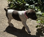 Puppy Scarlet German Shorthaired Pointer