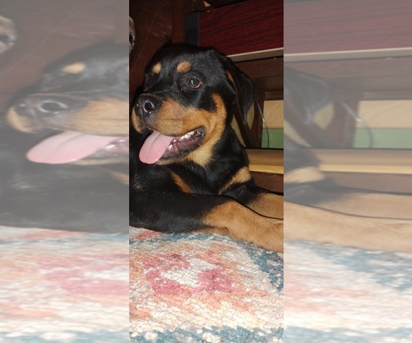 Medium Photo #6 Rottweiler Puppy For Sale in STILLWATER, OK, USA