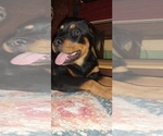 Small #5 Rottweiler