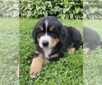 Small Photo #23 Bernese Mountain Dog Puppy For Sale in BRIDGEPORT, WV, USA