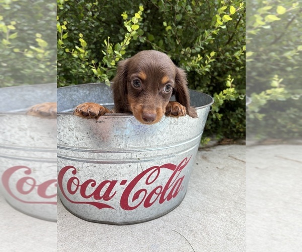 Medium Photo #3 Dachshund Puppy For Sale in MIDDLEBURY, IN, USA