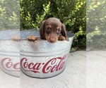 Small #2 Dachshund