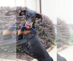 Small #6 Doberman Pinscher