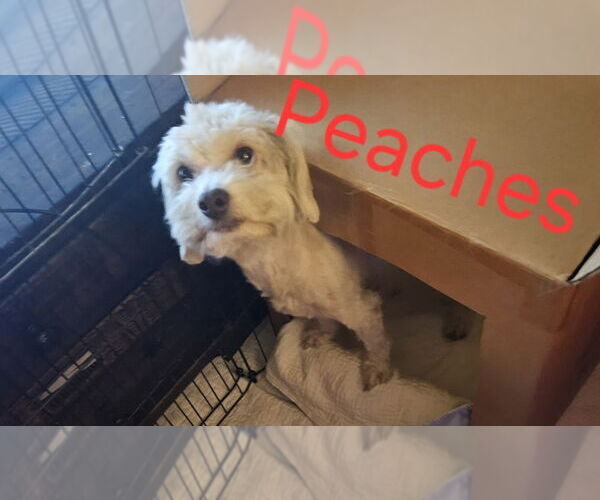 Medium Photo #3 Maltese-Unknown Mix Puppy For Sale in San Bernardino, CA, USA