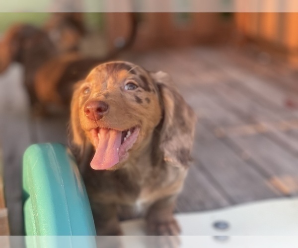 Medium Photo #14 Dachshund Puppy For Sale in KILN, MS, USA