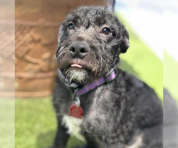 Medium Photo #2 Mutt Puppy For Sale in San Diego, CA, USA