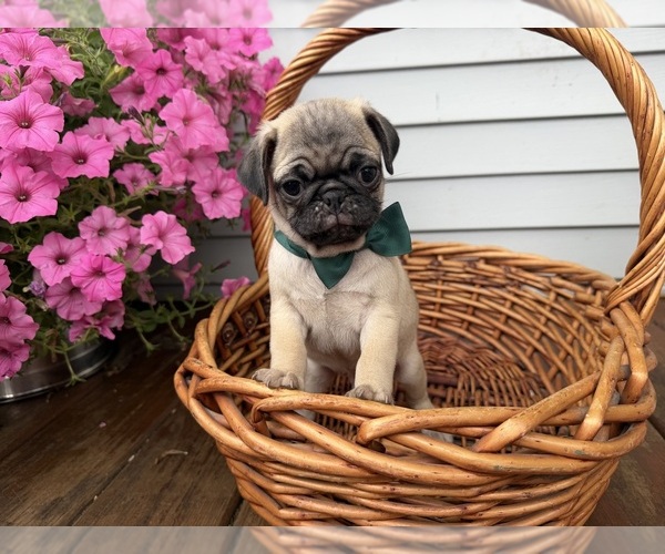 Medium Photo #6 Pug Puppy For Sale in ATHENS, WI, USA