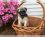 Small #5 Pug