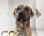 Small #3 Mastiff Mix