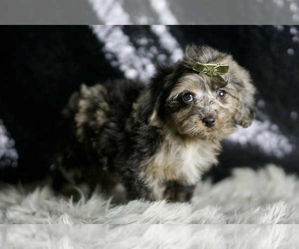 Medium Photo #120 YorkiePoo Puppy For Sale in WARSAW, IN, USA