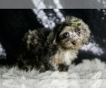 Small Photo #120 YorkiePoo Puppy For Sale in WARSAW, IN, USA