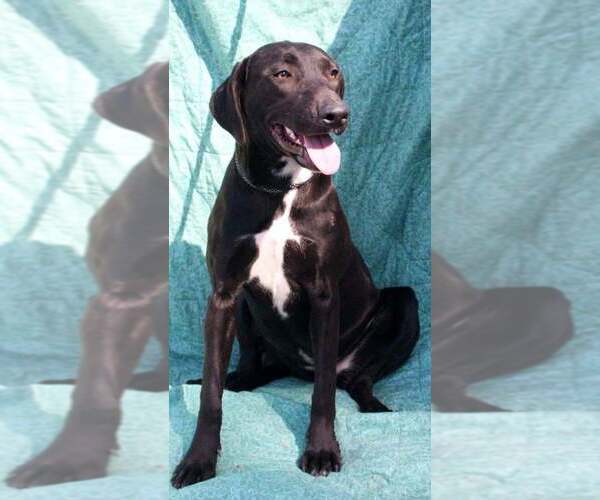 Medium Photo #2 American Pit Bull Terrier-Labrador Retriever Mix Puppy For Sale in FRAMINGHAM, MA, USA