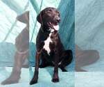 Small #1 American Pit Bull Terrier-Labrador Retriever Mix